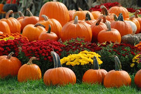 pumpkin fall scene|fall pumpkin pictures free images.